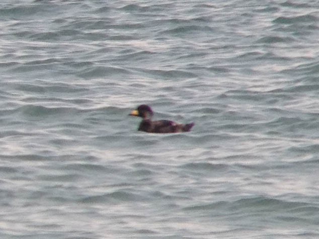 Black Scoter - ML368575501