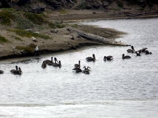 Brown Pelican - ML368576091