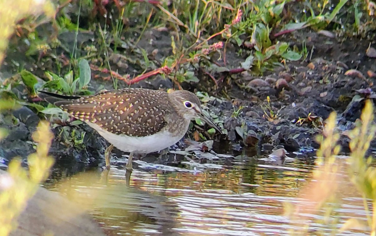 Solitary Sandpiper - ML368576301