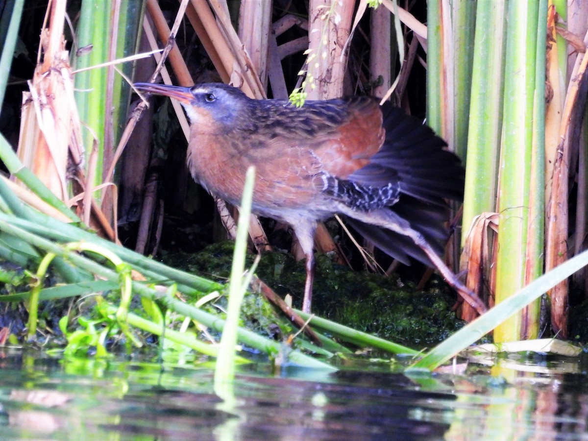 Virginia Rail - ML368576491