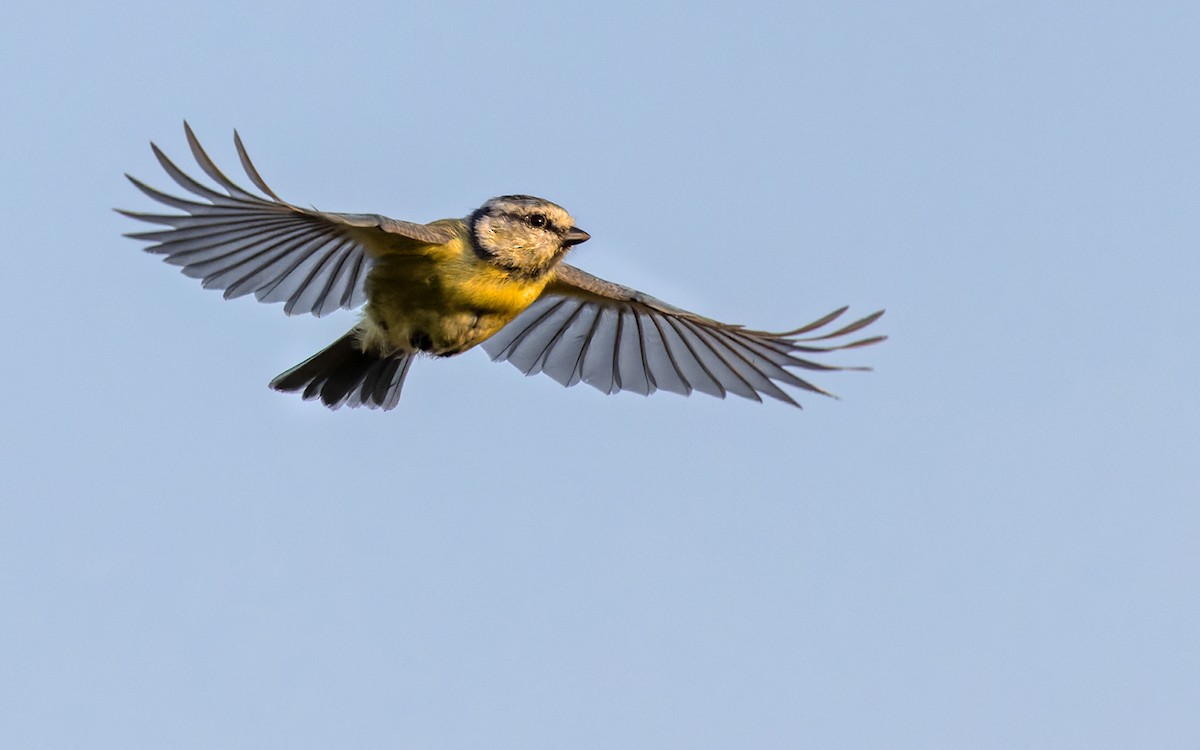 Eurasian Blue Tit - ML368578101