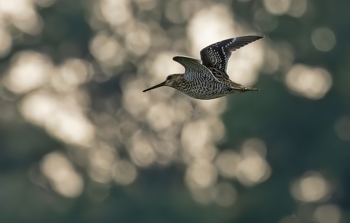 Great Snipe - ML368578161