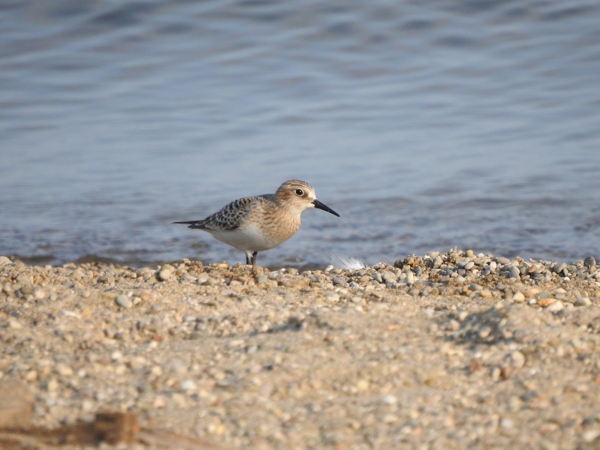 Baird's Sandpiper - Bill Stanley