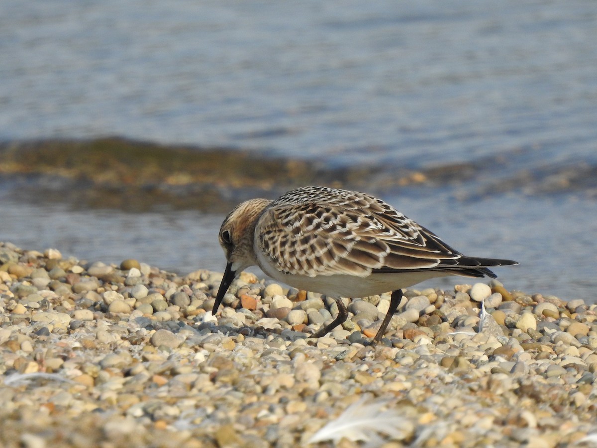 Bairdstrandläufer - ML368579991