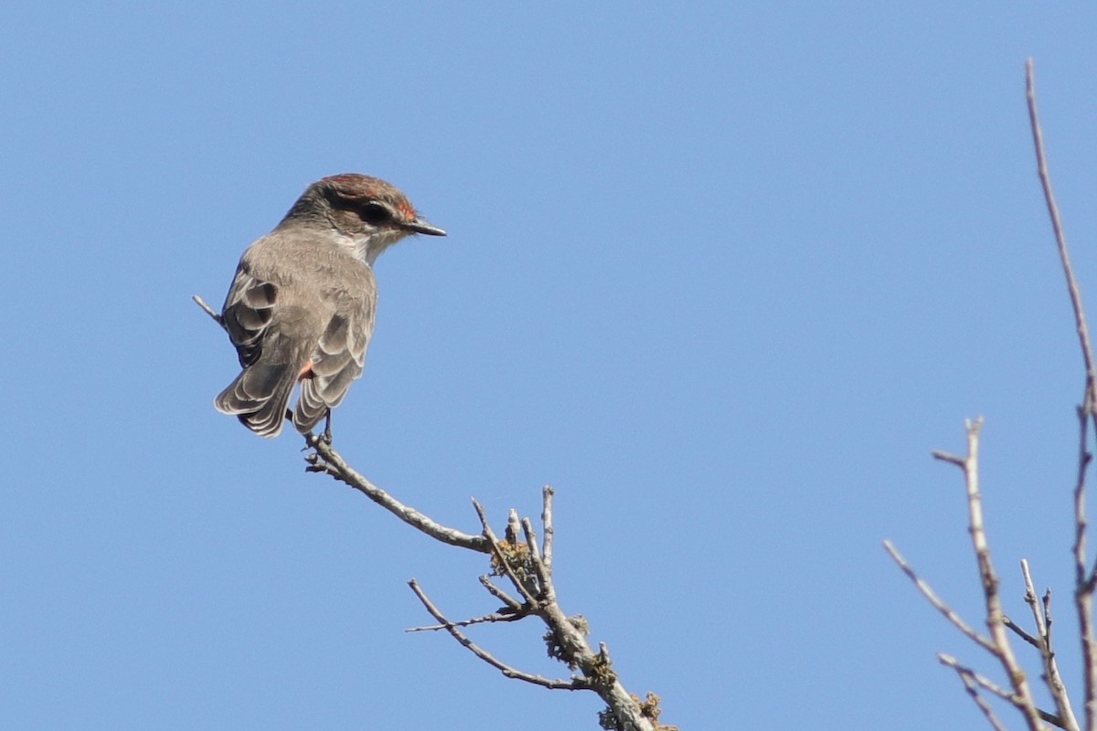 Vermilion Flycatcher - ML368580531