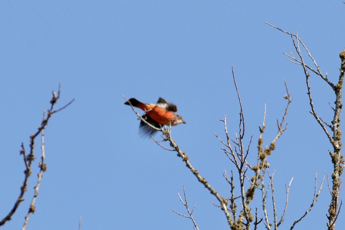 Vermilion Flycatcher - ML368580551
