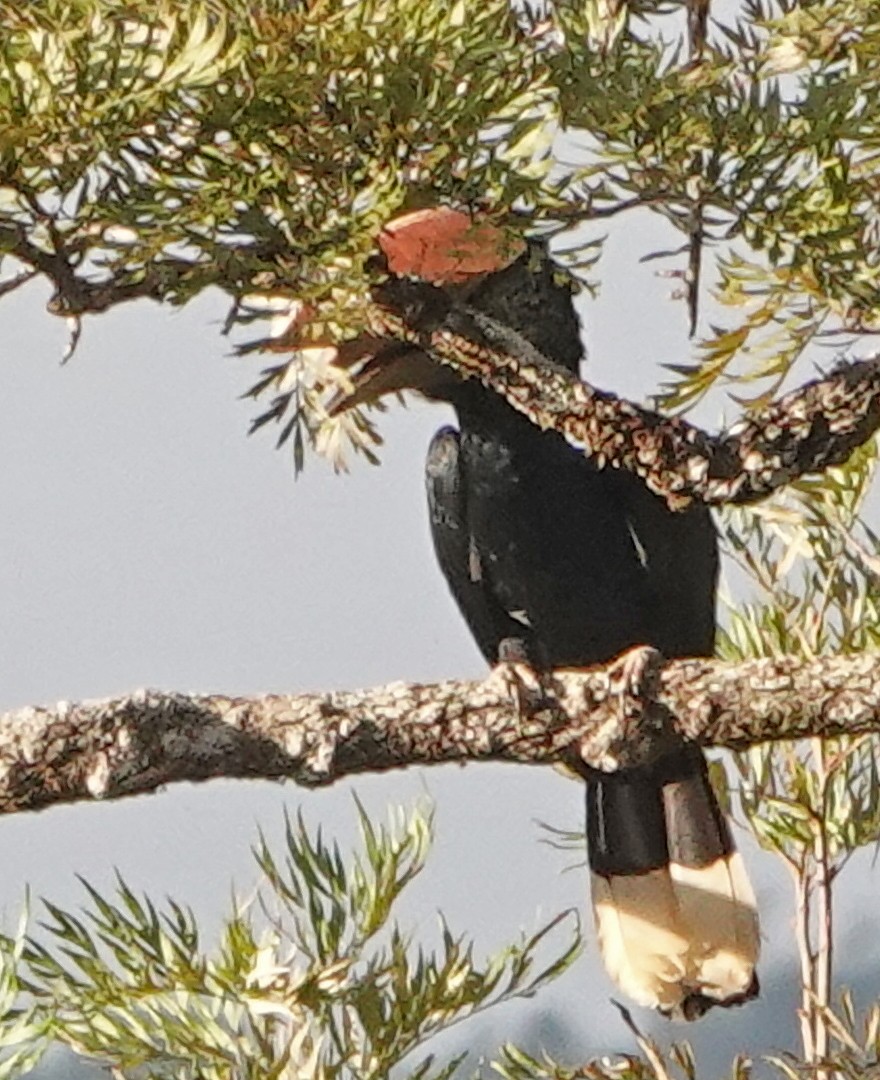 Silvery-cheeked Hornbill - Diane Drobka