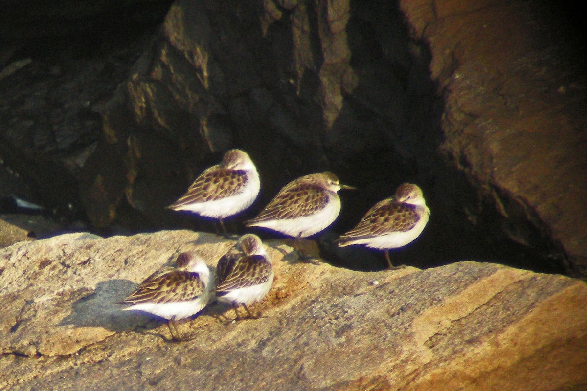 Semipalmated Sandpiper - ML36858401