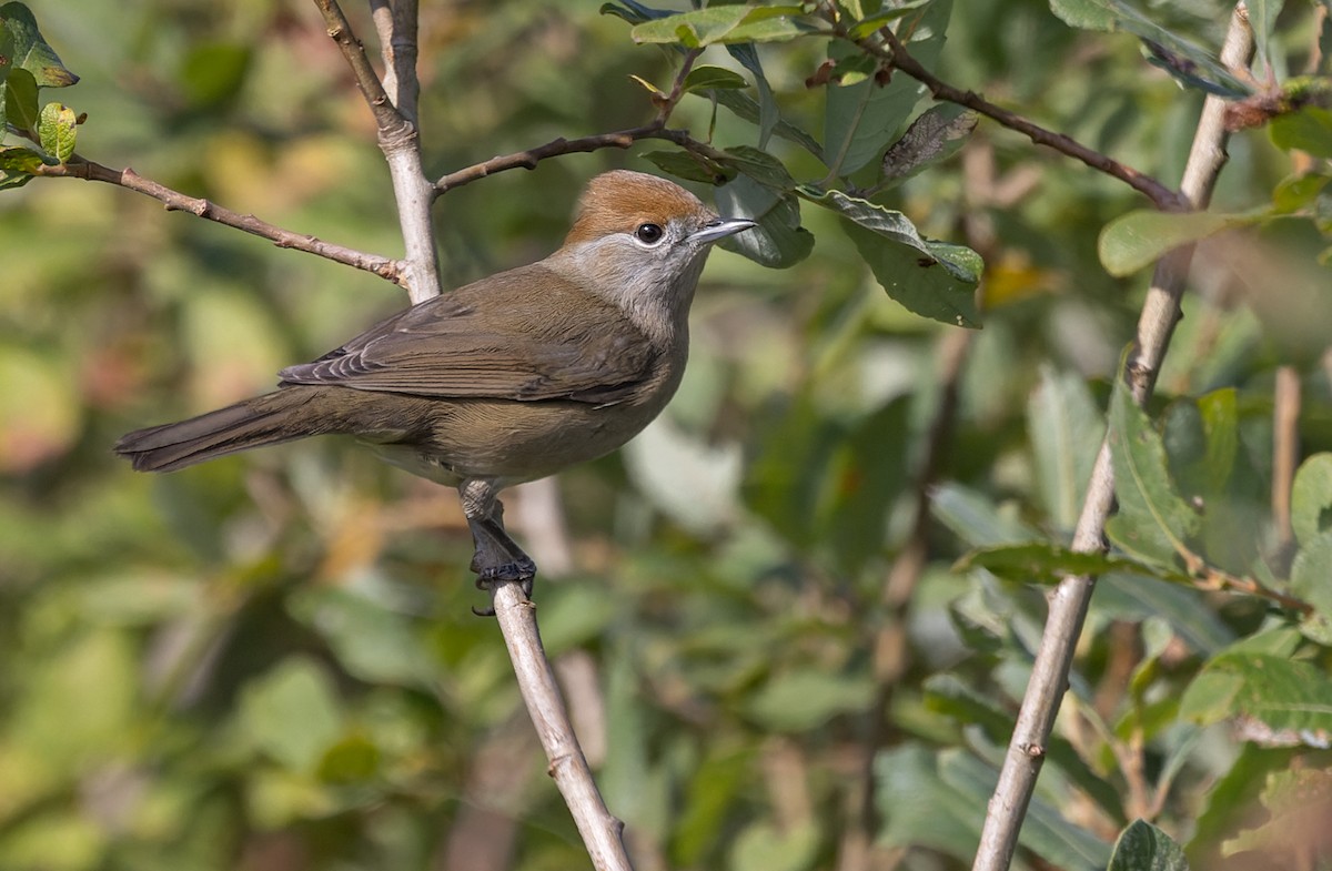 Eurasian Blackcap - ML368584621