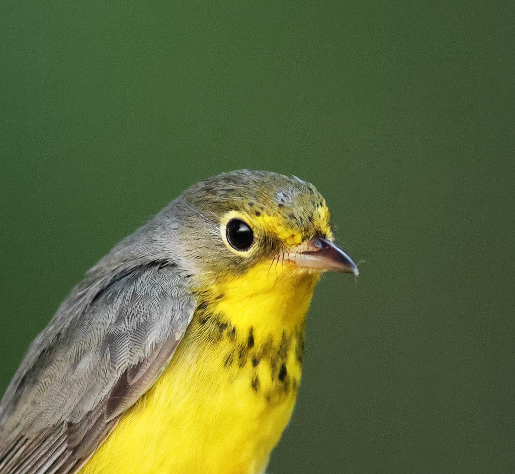 Canada Warbler - ML368585991