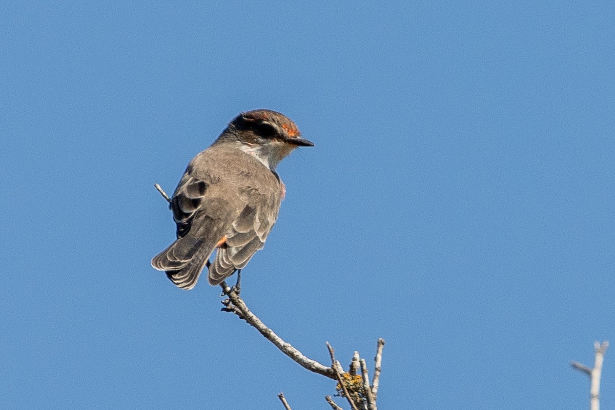Vermilion Flycatcher - ML368587291