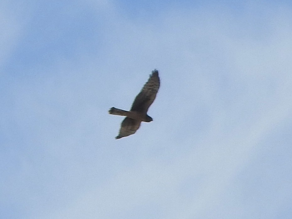 Northern Harrier - ML368587951