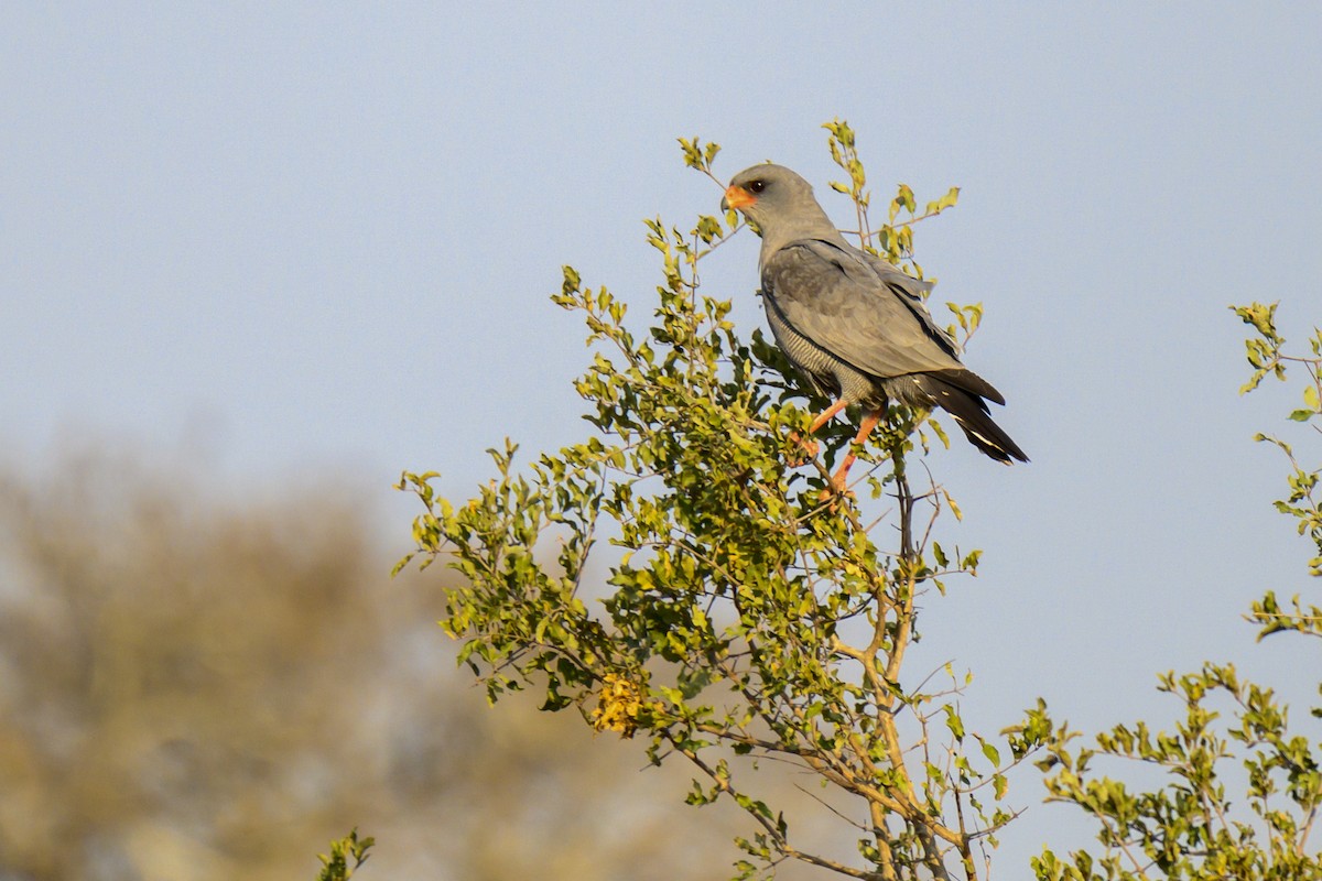 Dark Chanting-Goshawk - ML368588411