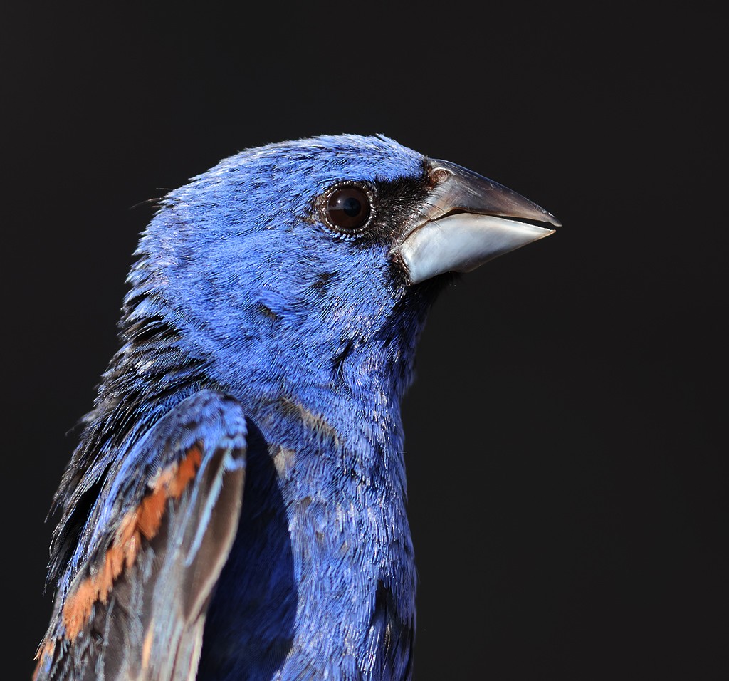 Blue Grosbeak - ML368588421