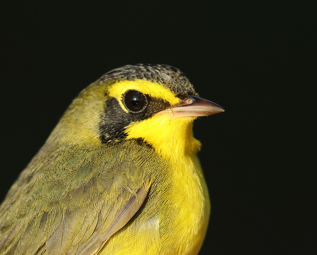 Kentucky Warbler - ML368588451