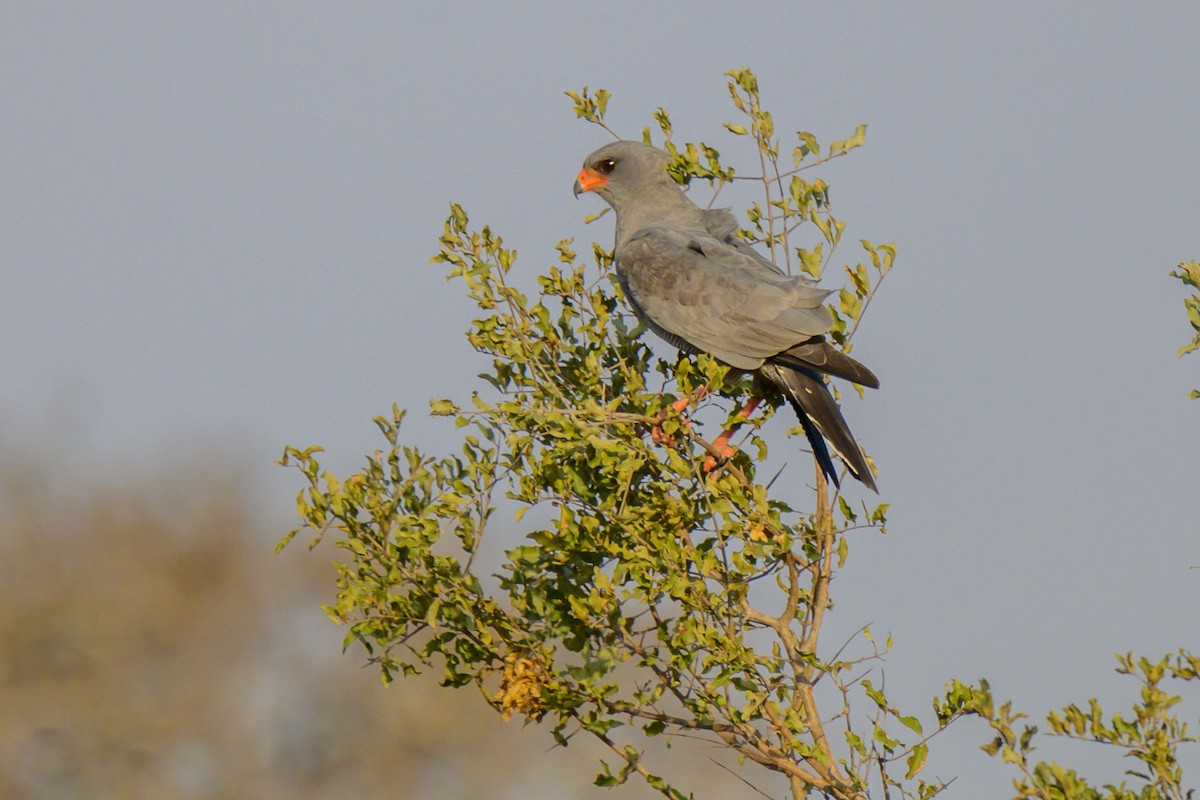 Dark Chanting-Goshawk - ML368588471