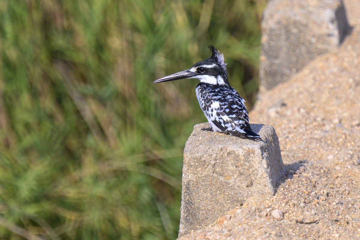 Pied Kingfisher - ML368589111