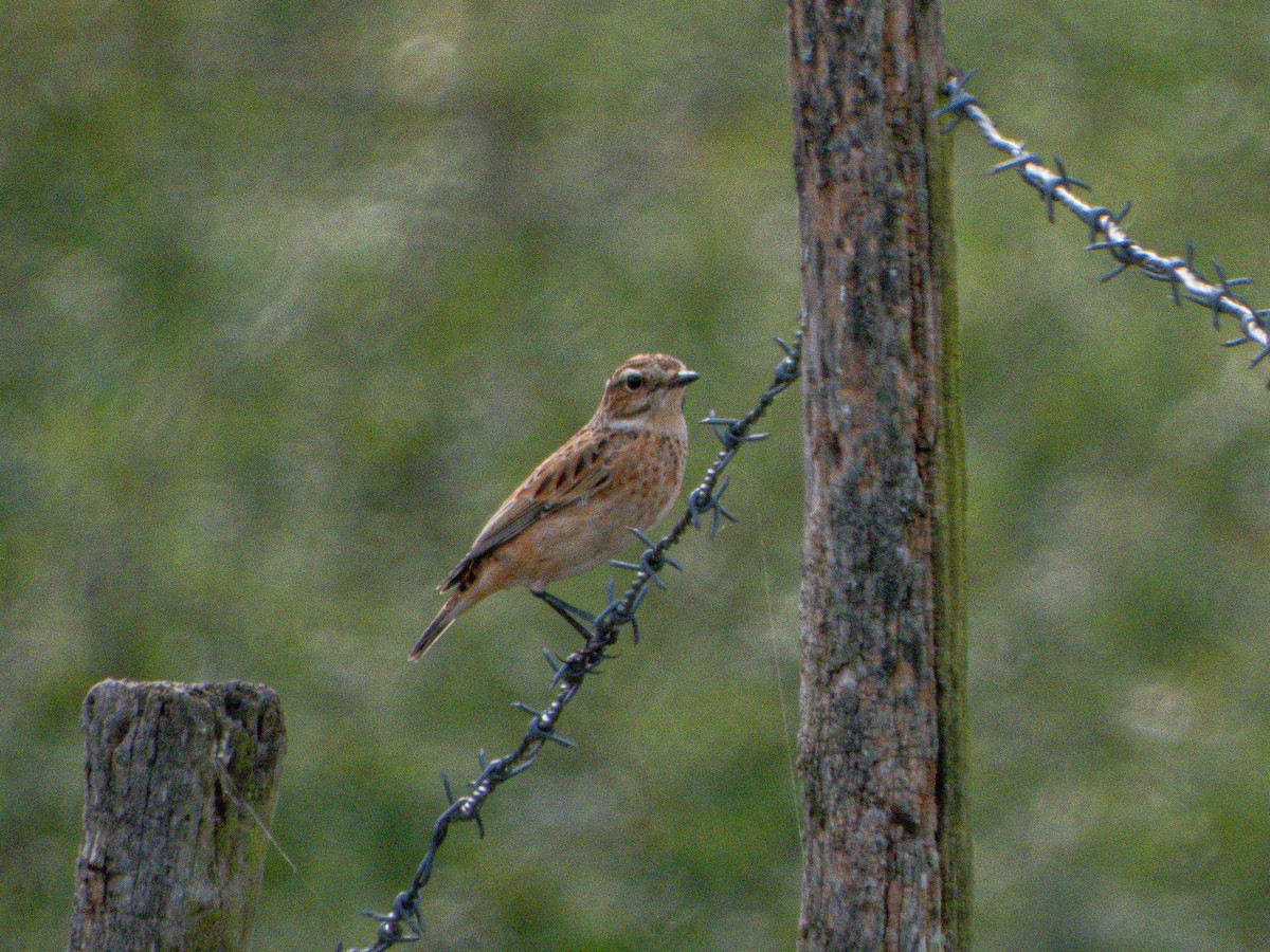 Whinchat - ML368589491