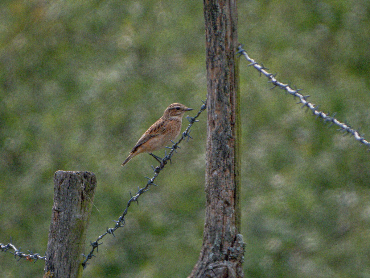 Whinchat - ML368589501