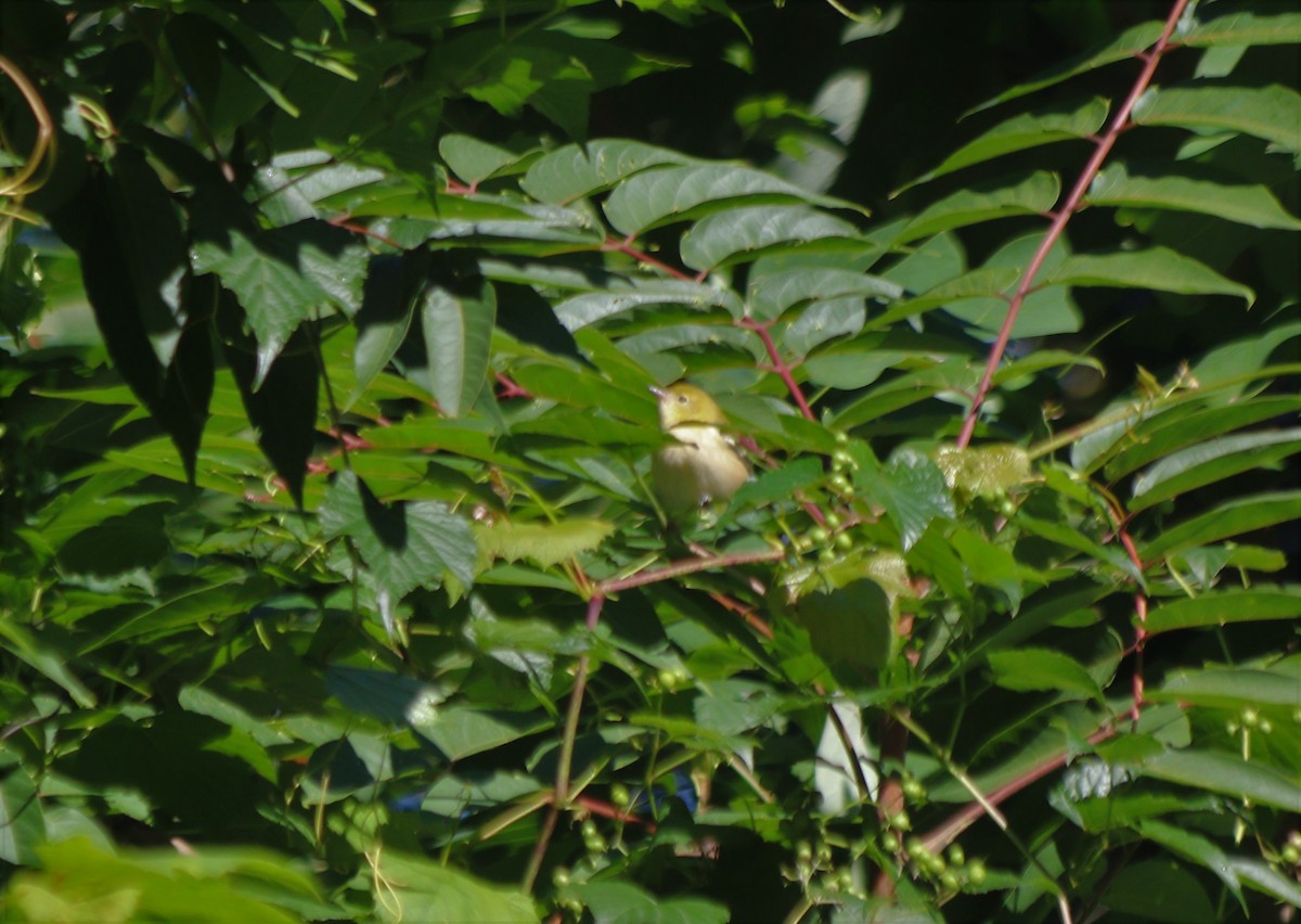 Bay-breasted Warbler - ML368590071