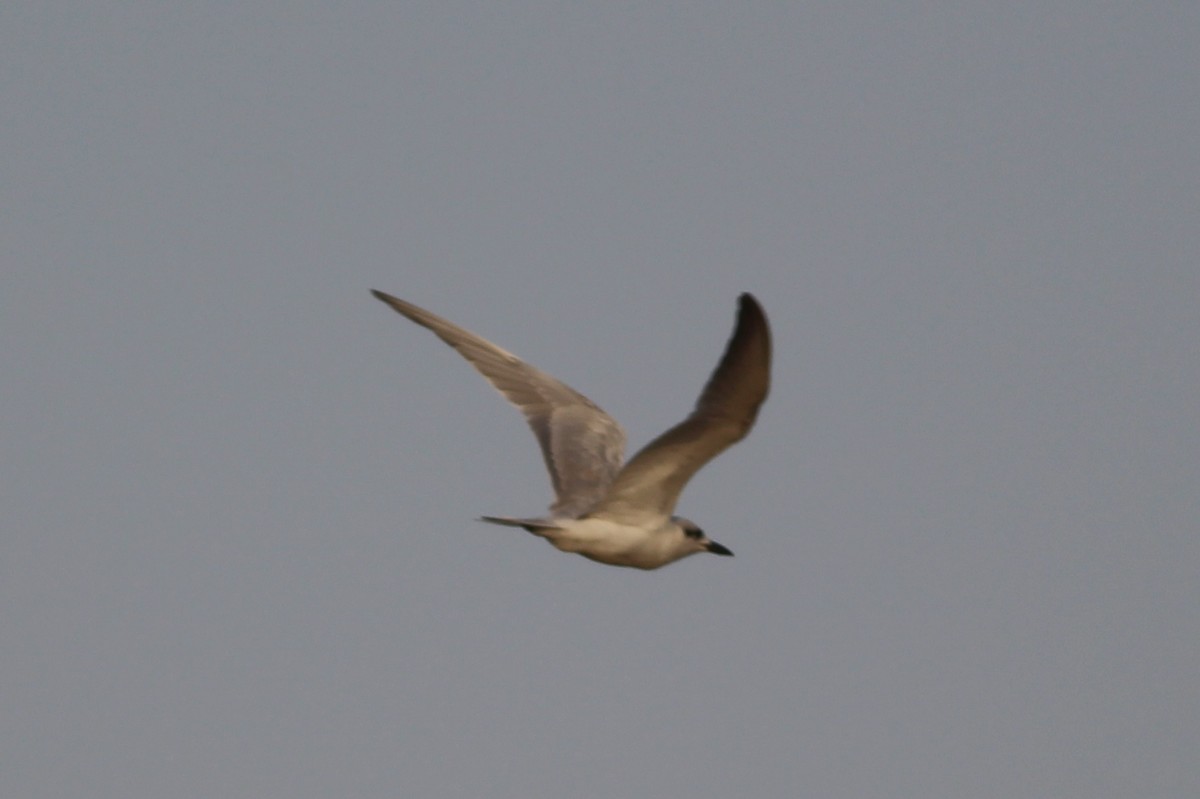 Gull-billed Tern - Tyler Joyner