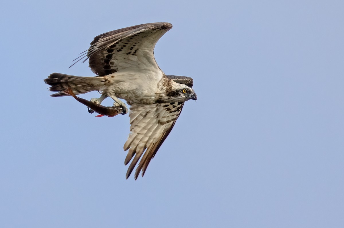 Águila Pescadora (haliaetus) - ML368592771