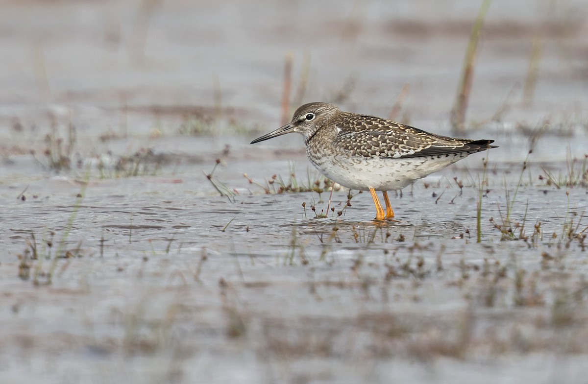 Common Redshank - ML368592831