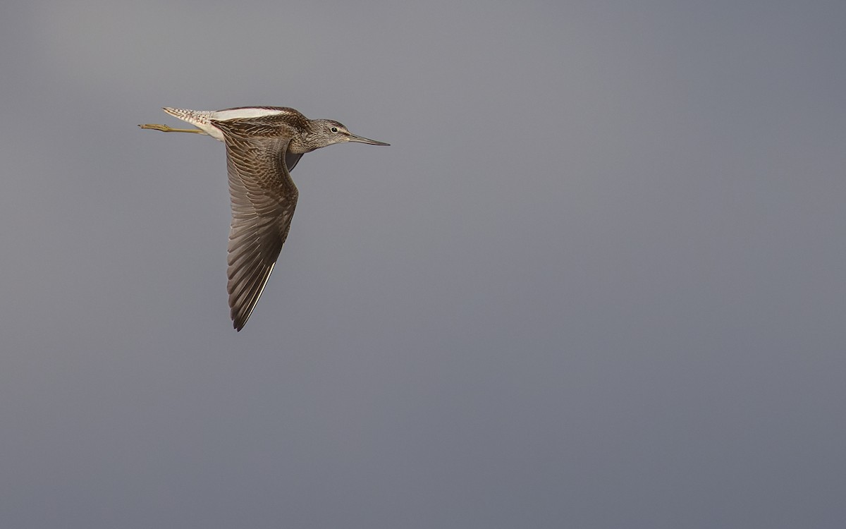 Common Greenshank - ML368592851