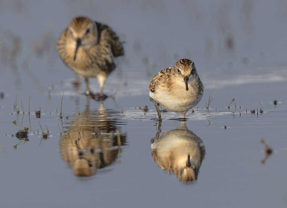 Little Stint - ML368592901