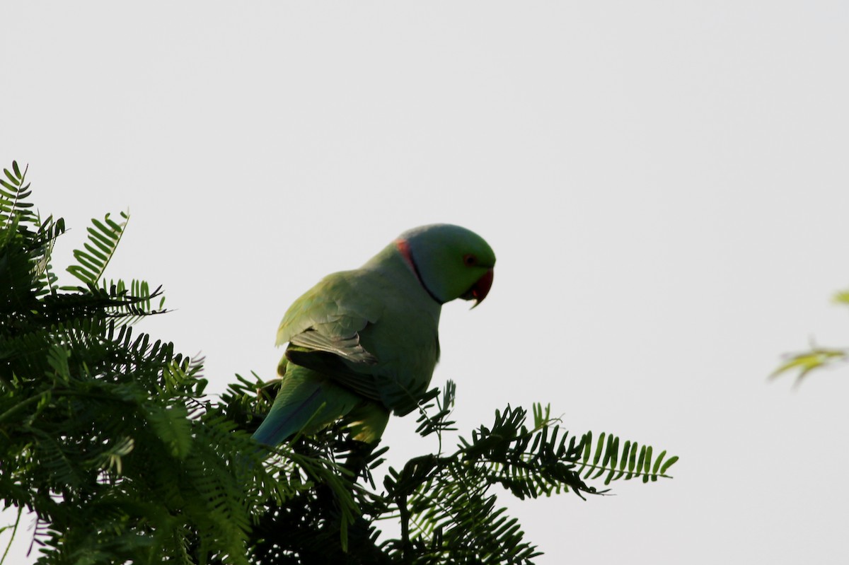 Yeşil Papağan - ML36859291