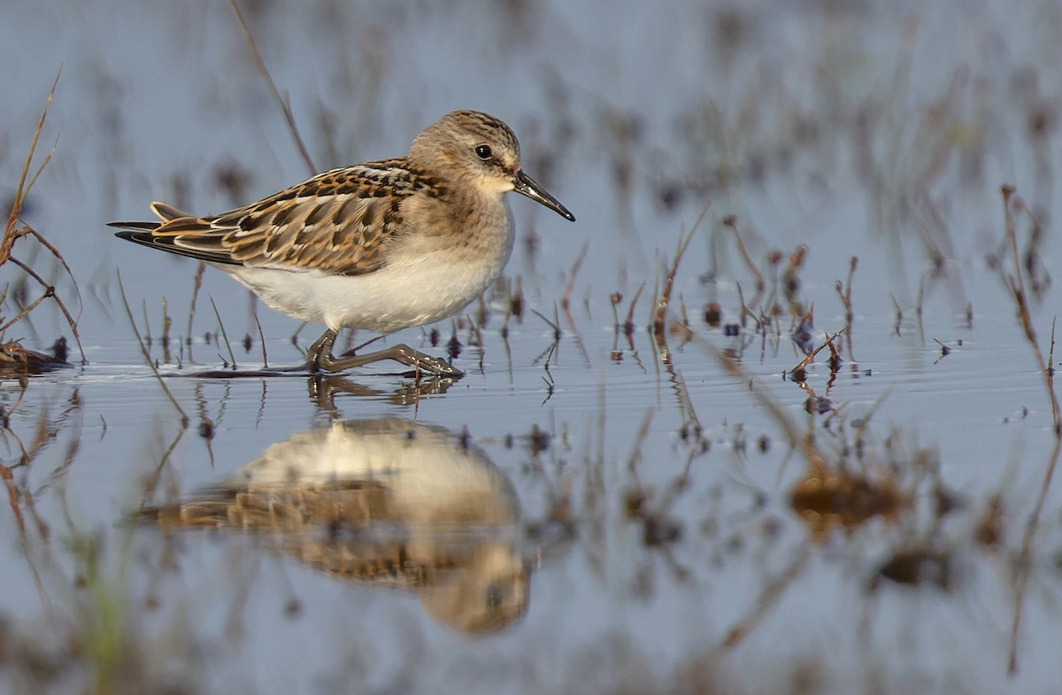 Little Stint - ML368592911