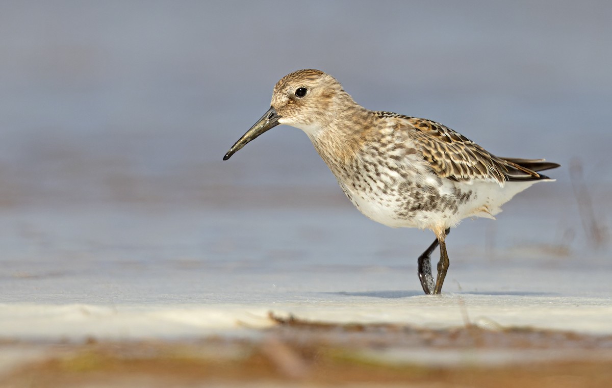 Dunlin - Lars Petersson | My World of Bird Photography