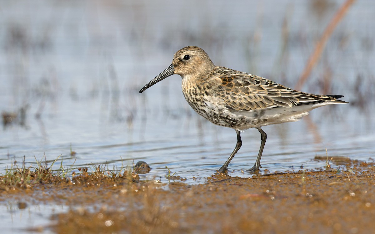 Alpenstrandläufer - ML368592981