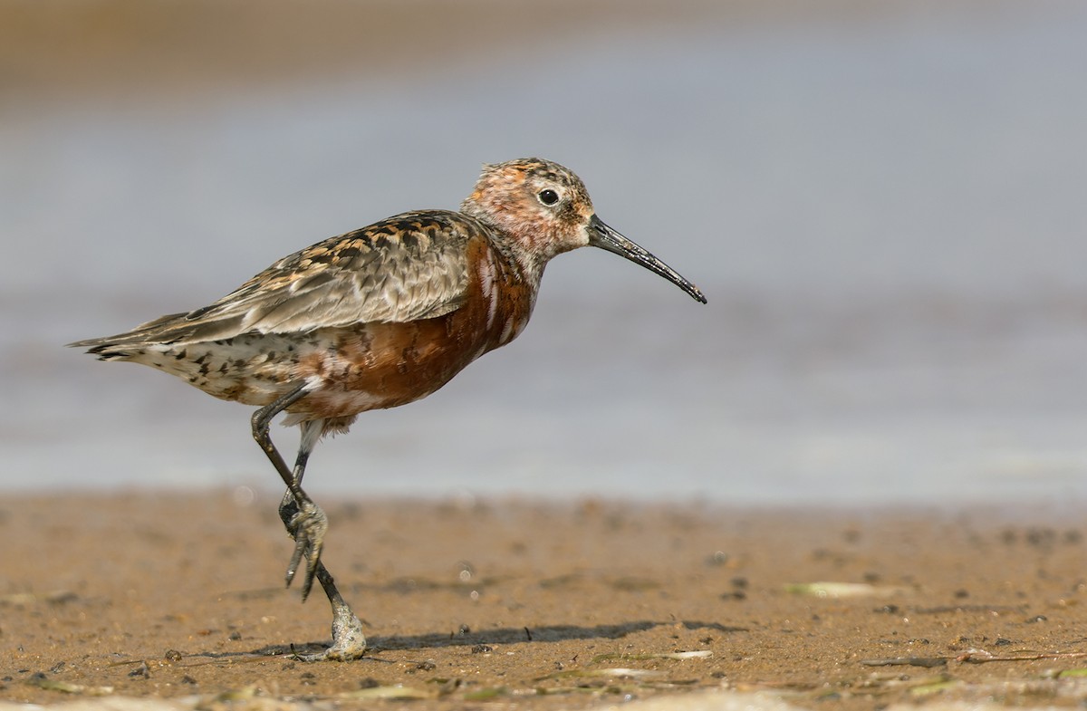 Curlew Sandpiper - Lars Petersson | My World of Bird Photography