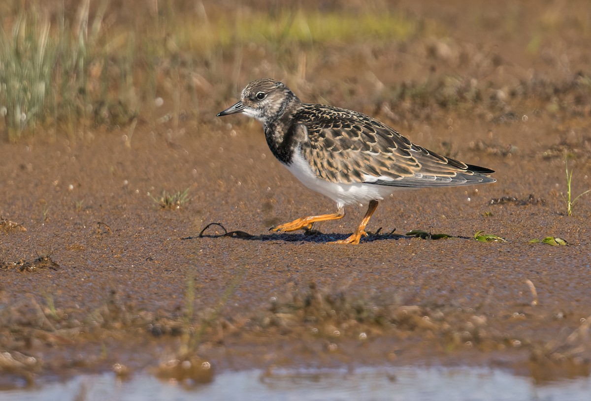 Ruddy Turnstone - ML368593131