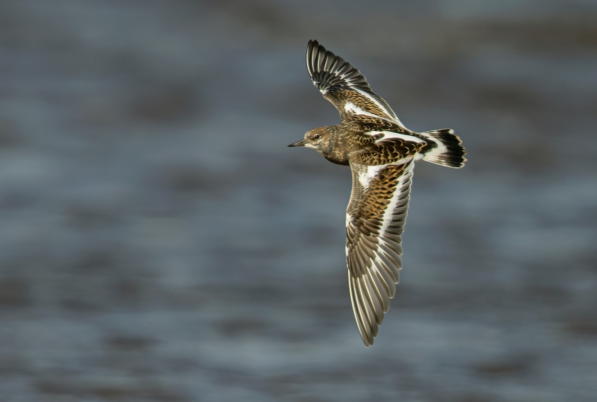 Ruddy Turnstone - ML368593151