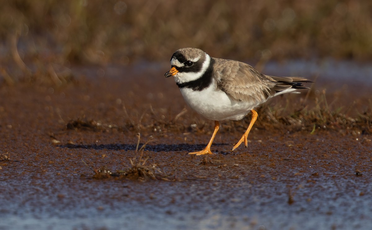 Common Ringed Plover - Lars Petersson | My World of Bird Photography