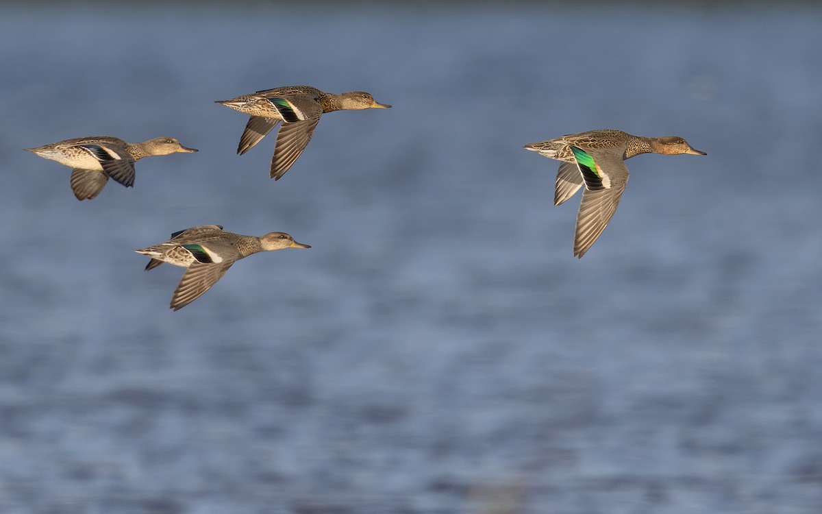 Green-winged Teal (Eurasian) - ML368593231