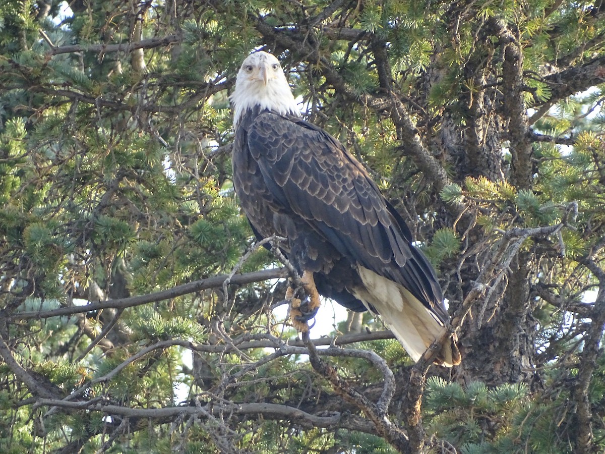 Bald Eagle - ML368593781