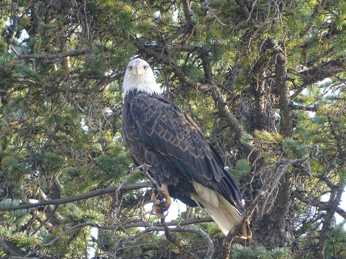 Bald Eagle - ML368593791