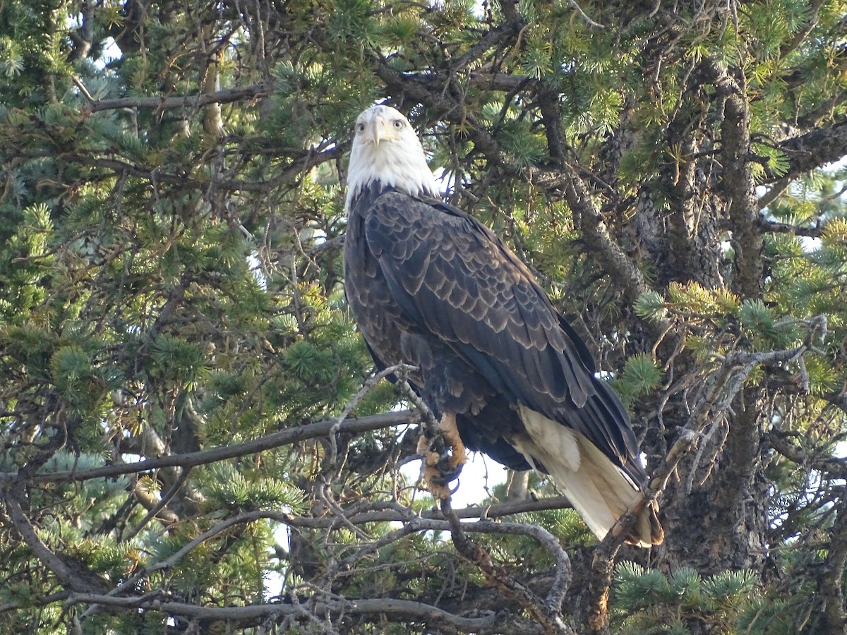 Weißkopf-Seeadler - ML368593801