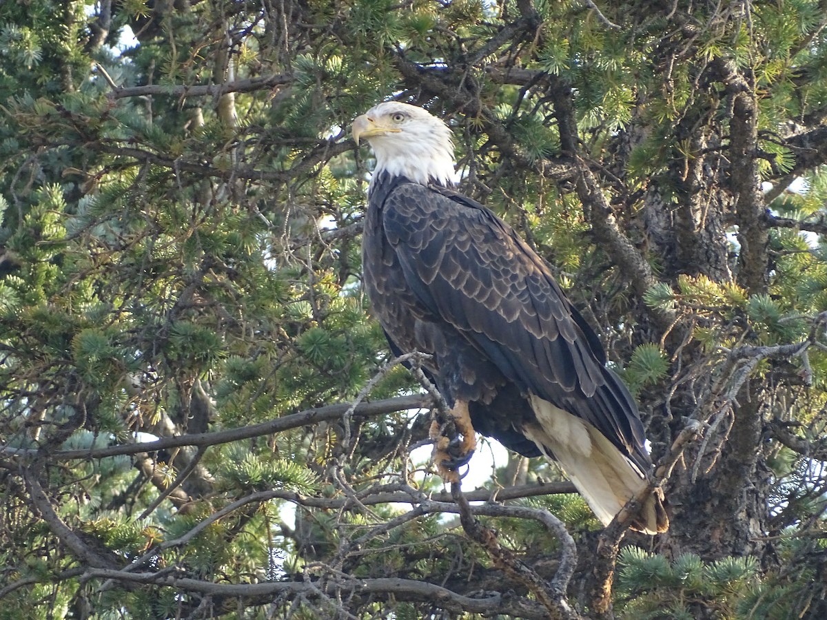 Weißkopf-Seeadler - ML368593811