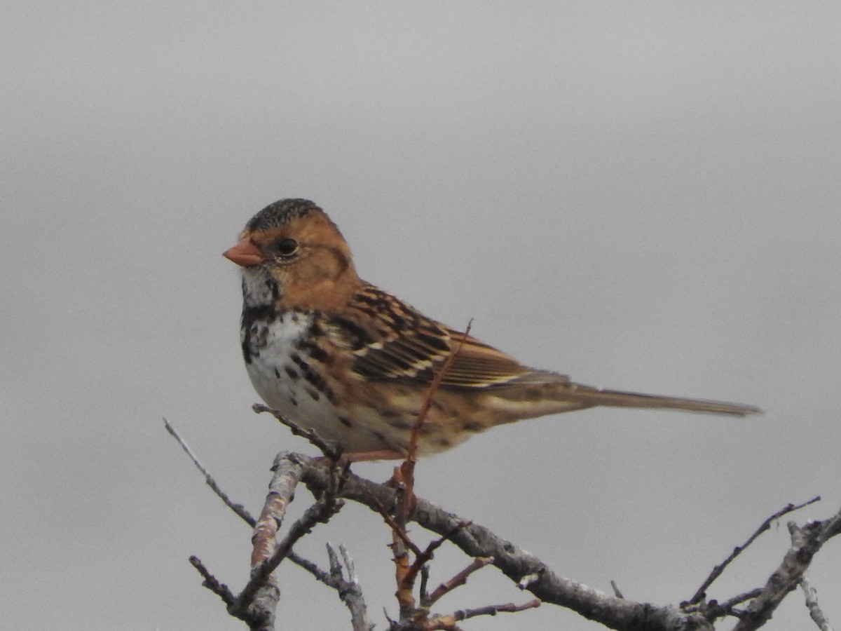Harris's Sparrow - ML368594921
