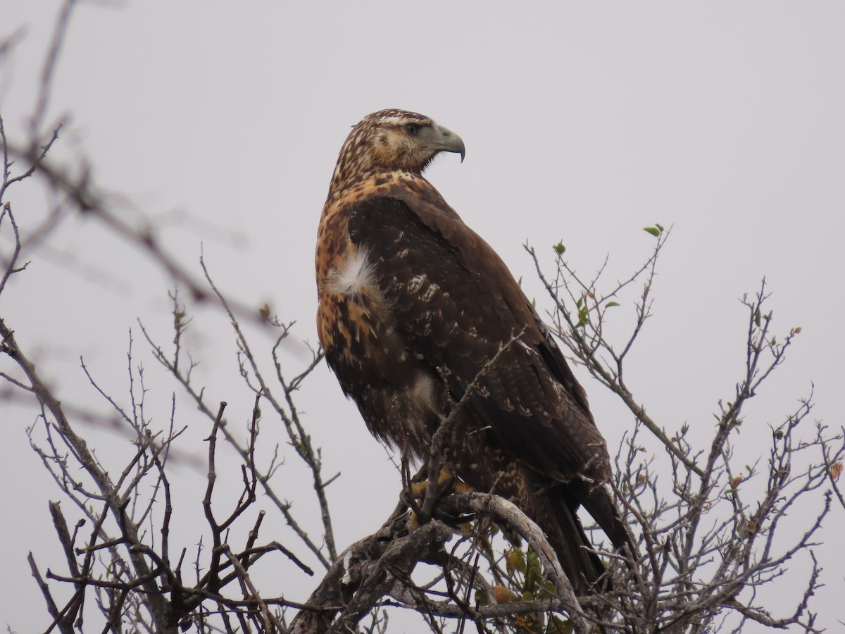 Black-chested Buzzard-Eagle - Pierre Pitte