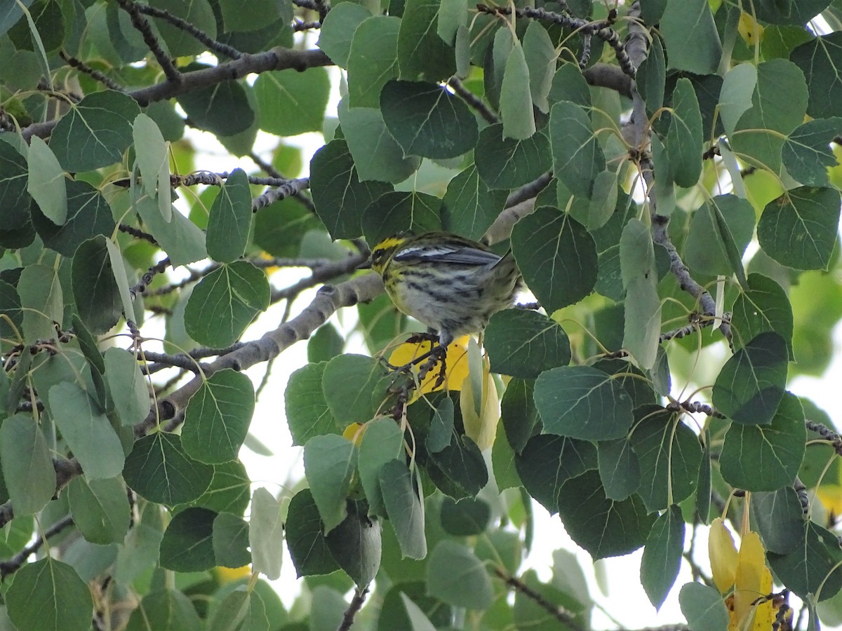 Townsend's Warbler - ML368595821