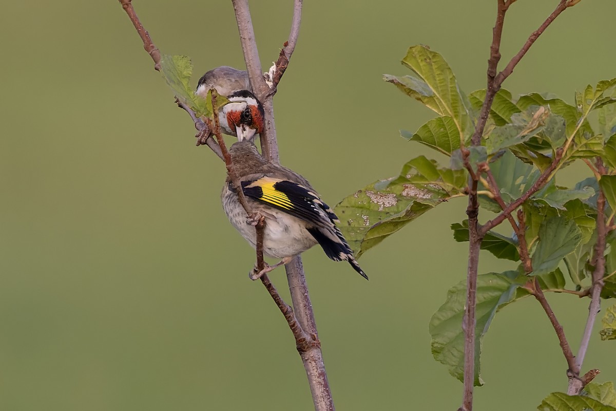 European Goldfinch - ML368596001