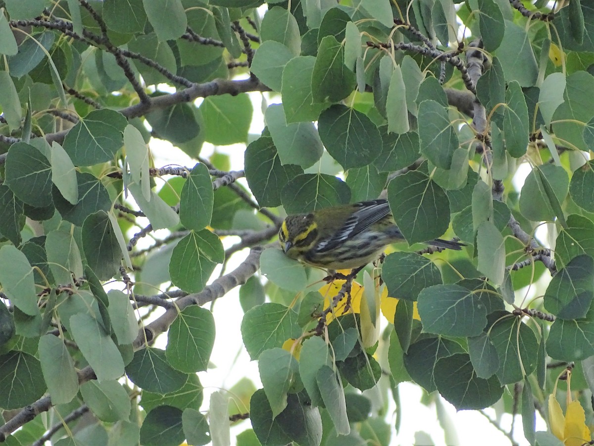 Townsend's Warbler - Kevin Williams