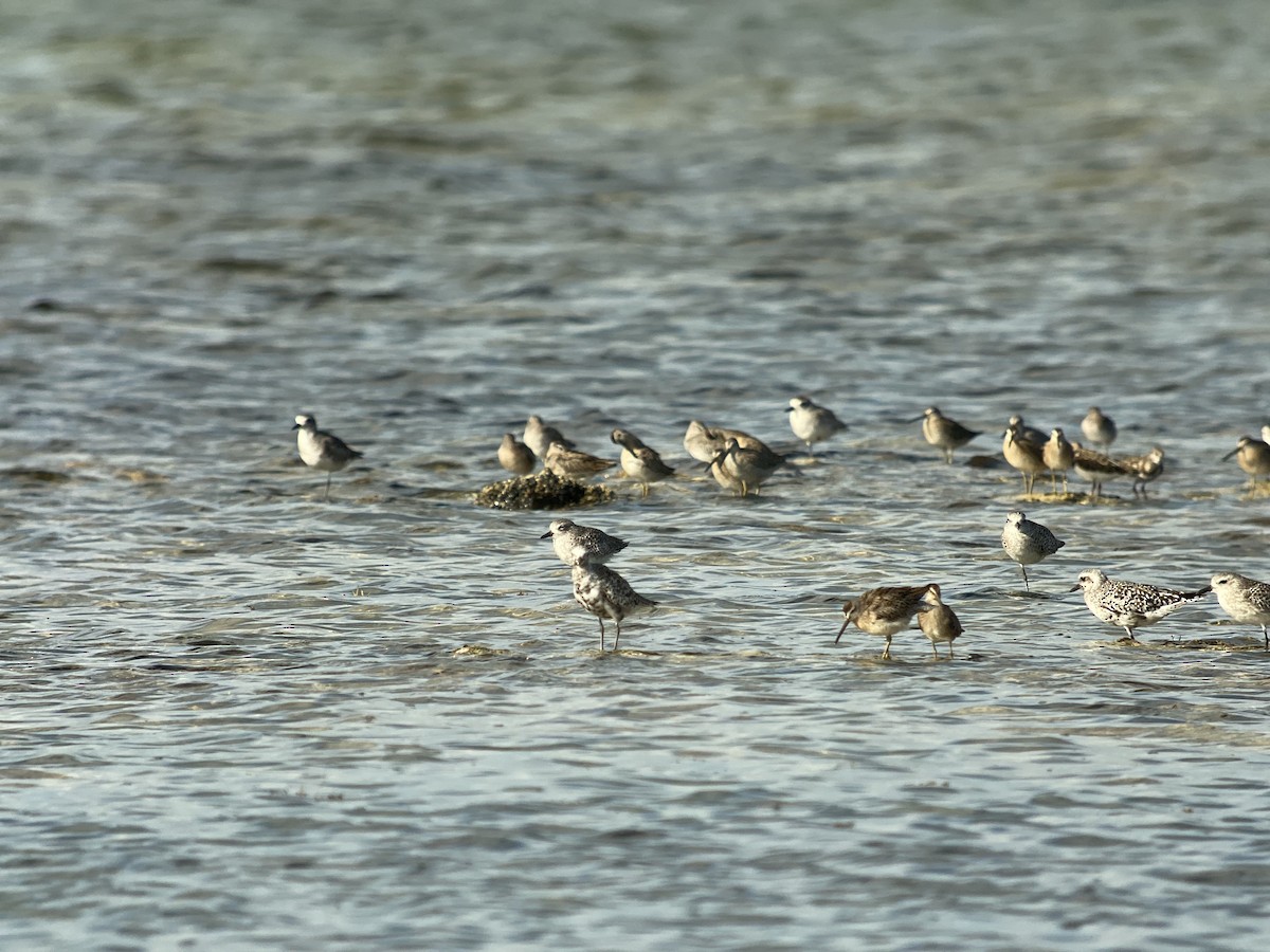 Black-bellied Plover - ML368596651