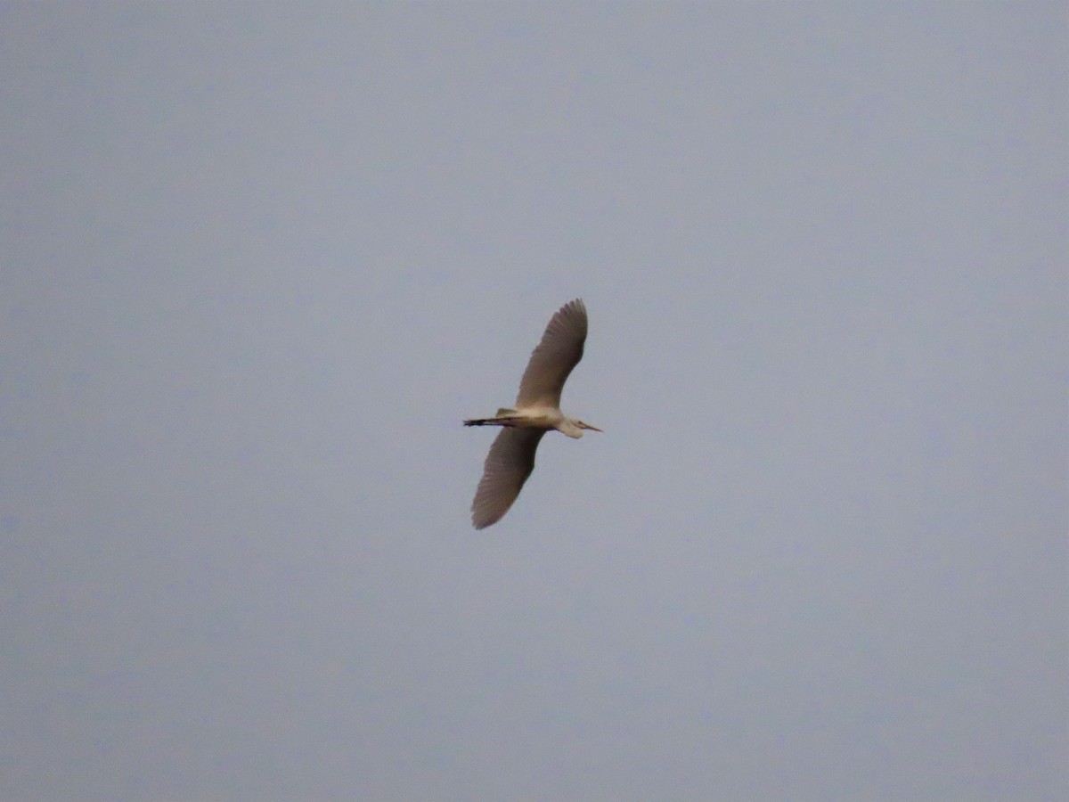 Great Egret - ML368597201