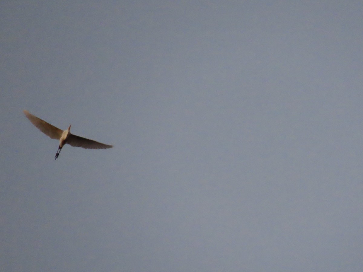 Great Egret - ML368597221